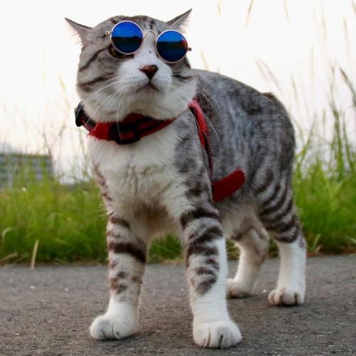 Кот - путешественник, который позирует лучше многих фотомоделей. 07