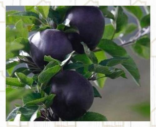 Просто невероятный сорт яблок. 02