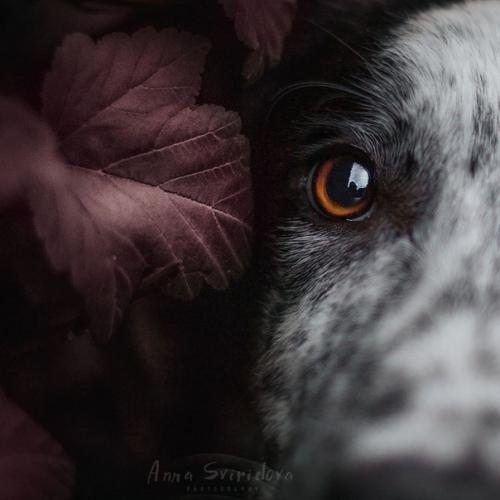 Столь прекрасные собачьи портреты может делать только человек, который по-настоящему любит собак. 04