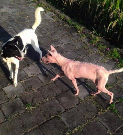 Кефирное желе 114. 05