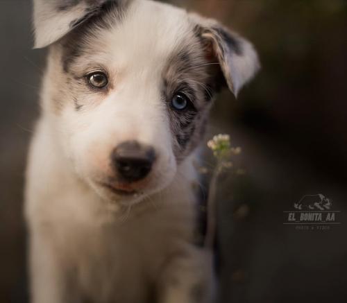Столь прекрасные собачьи портреты может делать только человек, который по-настоящему любит собак. 06