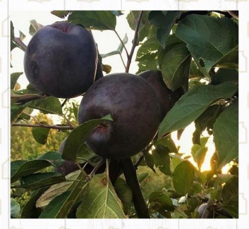 Просто невероятный сорт яблок. 01