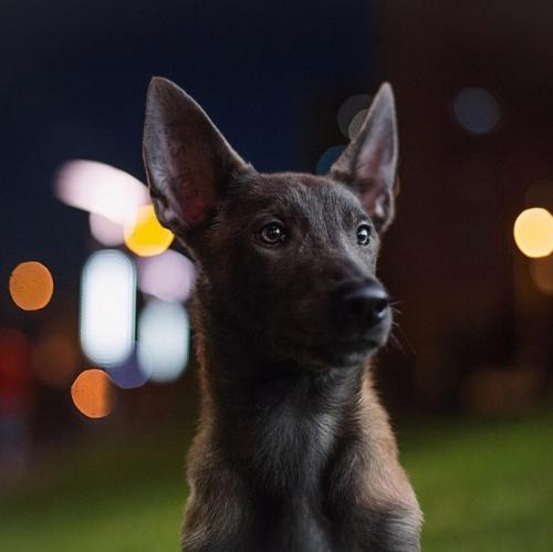 Столь прекрасные собачьи портреты может делать только человек, который по-настоящему любит собак. 03