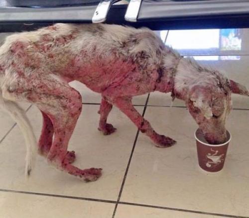 Кефирное желе 114. 04