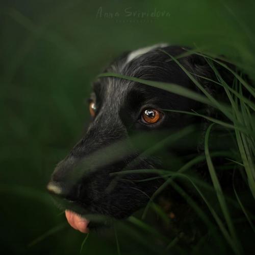 Столь прекрасные собачьи портреты может делать только человек, который по-настоящему любит собак. 02