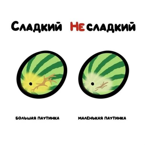 Лето без арбуза и дыни - не лето! 04