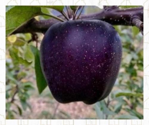 Просто невероятный сорт яблок. 04