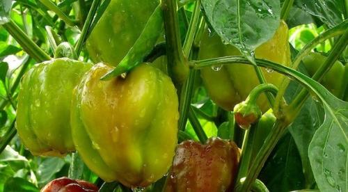 Посадка перцев на рассаду - подробная инструкция. 04 Посадка перцев на рассаду - подробная инструкция. 04