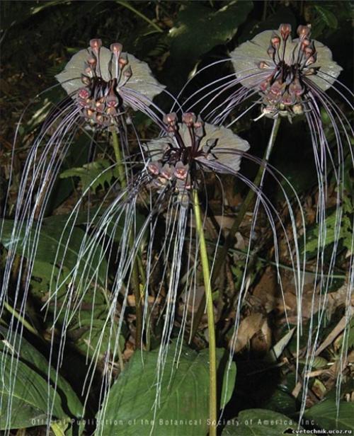 Усы кота.  Этот необычный цветок называется такка, еще его называют - летучая мышь, черная лилия, цветок дьявола, усы кота. 07