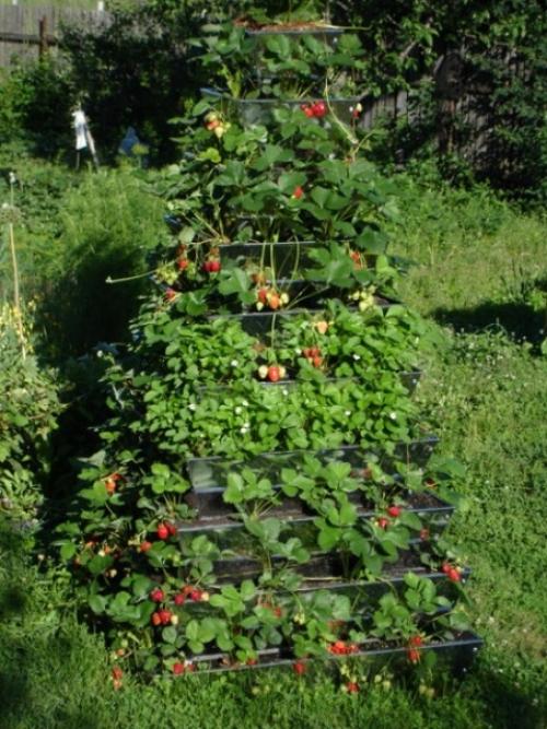 Выращивание оригинально клубнику. 01