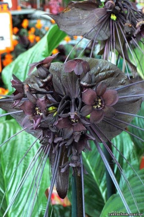 Усы кота.  Этот необычный цветок называется такка, еще его называют - летучая мышь, черная лилия, цветок дьявола, усы кота. 05