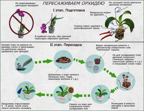 Как пересадить орхидею. 04 Как пересадить орхидею. 04
