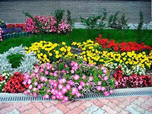 Многолетние цветы долгого цветения. 01