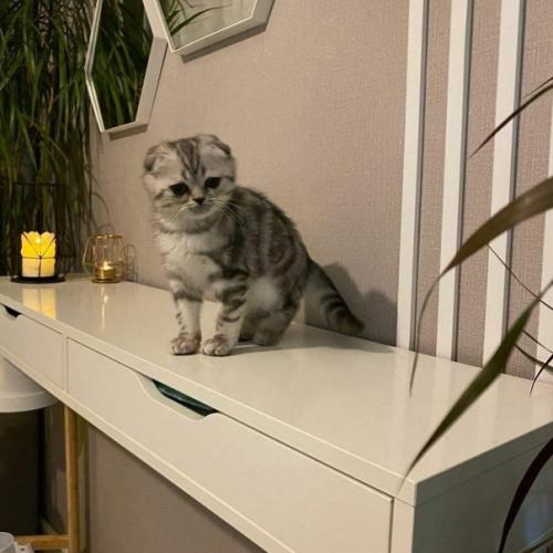 Обожаю, когда в интерьер добавляют акценты. 03