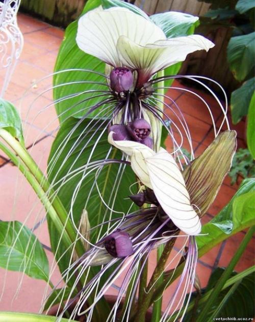 Усы кота.  Этот необычный цветок называется такка, еще его называют - летучая мышь, черная лилия, цветок дьявола, усы кота. 02