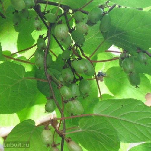 Актинидия - северное киви. 03