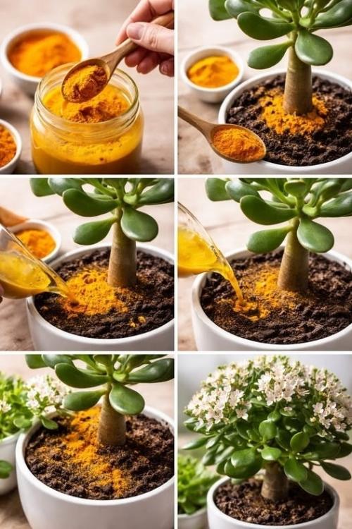 Денежное дерево, всего одной ложкой этого ингредиента оно зацветет замечательно.

