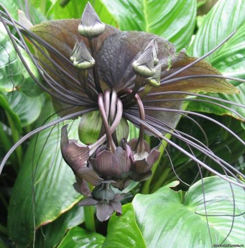 Усы кота.  Этот необычный цветок называется такка, еще его называют - летучая мышь, черная лилия, цветок дьявола, усы кота. 01