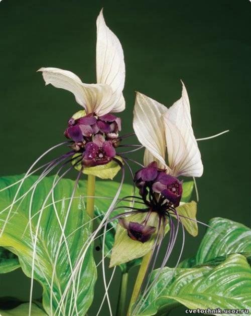 Усы кота.  Этот необычный цветок называется такка, еще его называют - летучая мышь, черная лилия, цветок дьявола, усы кота. 04