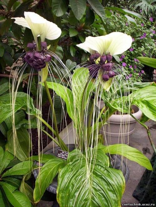 Усы кота.  Этот необычный цветок называется такка, еще его называют - летучая мышь, черная лилия, цветок дьявола, усы кота. 06