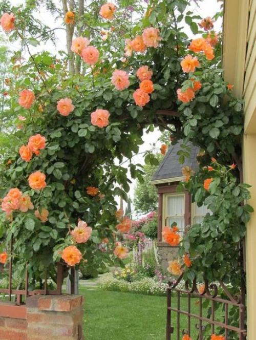 Потрясающее украшение участка - это арка с цветами. 04