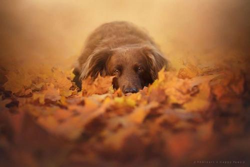 Нежнейших осенних фотографий пост. 08