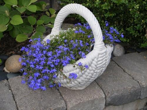 Как правильно выращивать лобелию. 02 Как правильно выращивать лобелию. 02