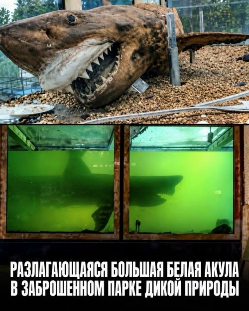 Эти невероятные вещи заставляют усомниться в реальности. 09