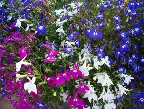 Как правильно выращивать лобелию. 03 Как правильно выращивать лобелию. 03