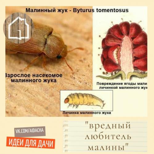 Разбираемся как бороться с червяками на малине. 
