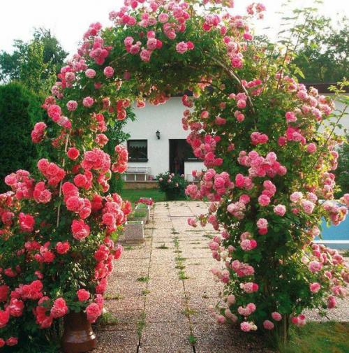 Потрясающее украшение участка - это арка с цветами. 05