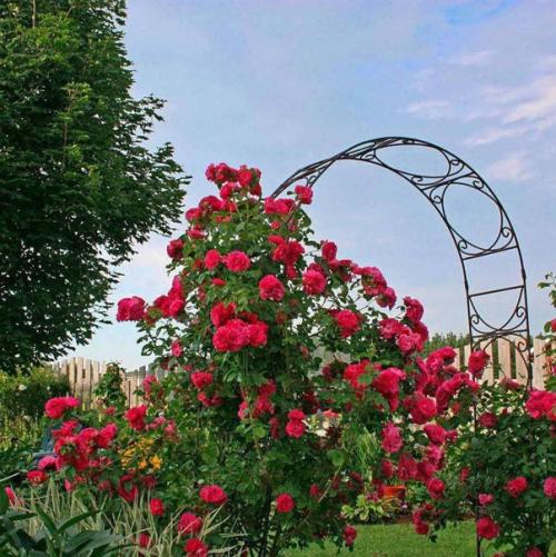 Потрясающее украшение участка - это арка с цветами. 02