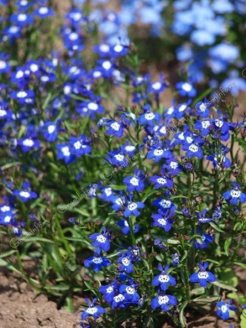 Как правильно выращивать лобелию. 04 Как правильно выращивать лобелию. 04