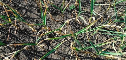 Почему чеснок на ГРЯДКЕ желтеет. 03