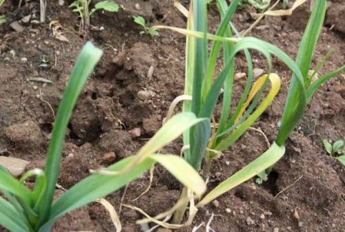 Почему чеснок на ГРЯДКЕ желтеет. 02