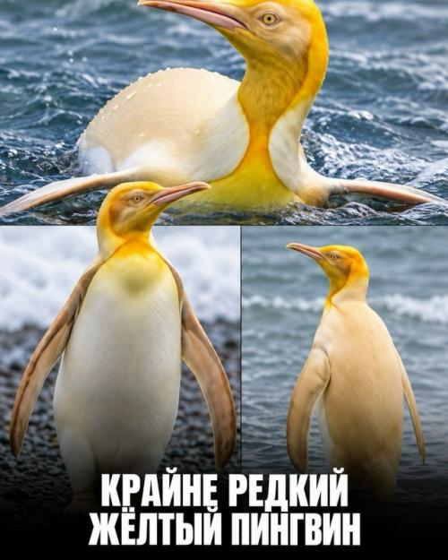 Эти невероятные вещи заставляют усомниться в реальности. 06