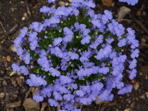 Как правильно выращивать лобелию. 01 Как правильно выращивать лобелию. 01