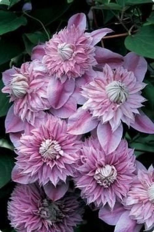 Выращивание клематисов: мифы и реальность. 01 Выращивание клематисов: мифы и реальность. 01