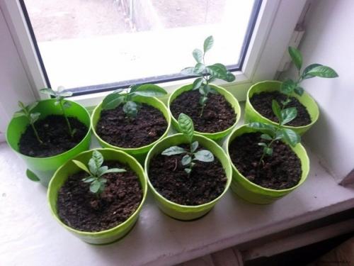 Как вырастить мандарин из косточки. 01