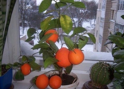 Как вырастить мандарин из косточки. 02