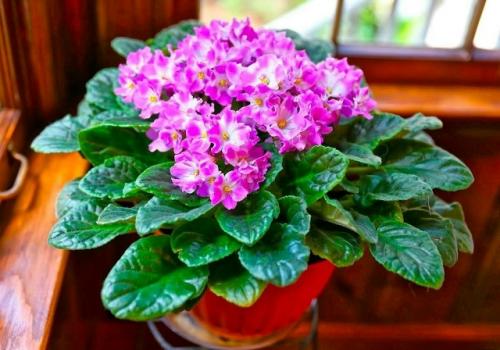 Как правильно ухаживать за фиалками. 
