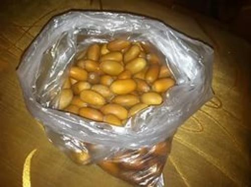 Как из желудя вырастить дуб в домашних условиях. Как вырастить дуб из желудя.