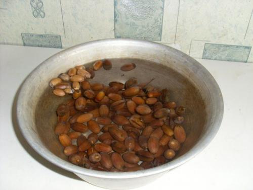 Как из желудя вырастить дуб в домашних условиях. Как вырастить дуб из желудя.