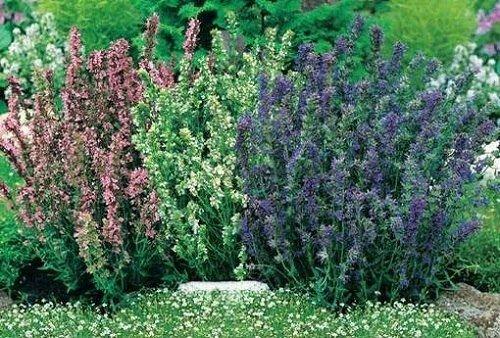 Обязательно посадите иссоп! 03 Обязательно посадите иссоп! 03