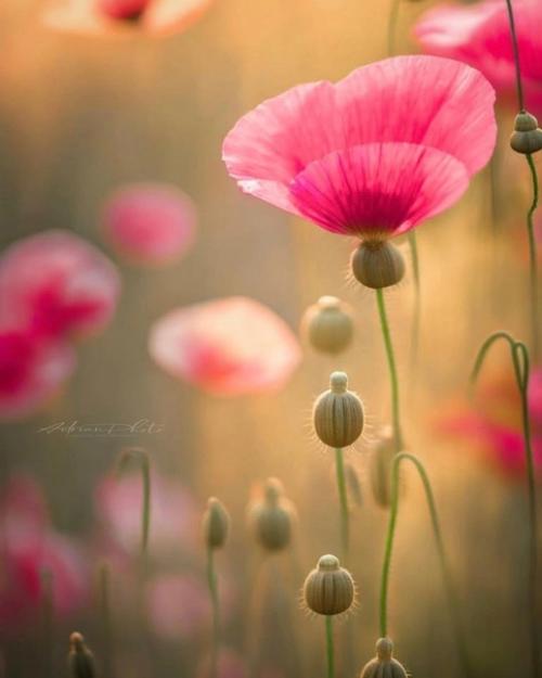 Цветочный сон фотографа Adrian. 03