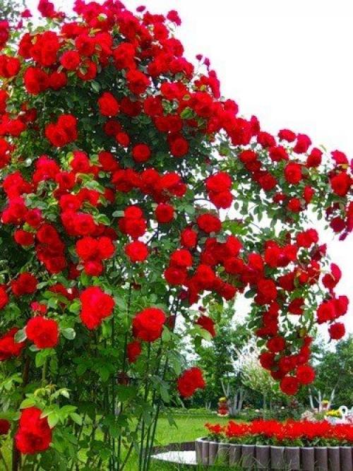 Мы сажаем в саду плетистые розы! 05 Мы сажаем в саду плетистые розы! 05