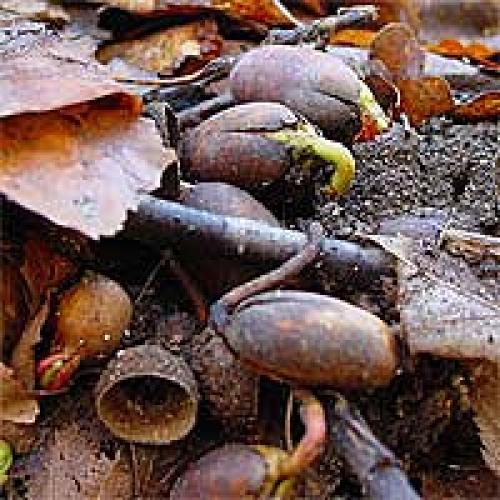 Как из желудя вырастить дуб в домашних условиях. Как вырастить дуб из желудя.