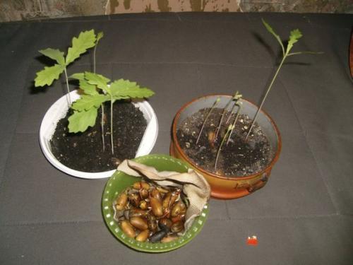 Как из желудя вырастить дуб в домашних условиях. Как вырастить дуб из желудя.