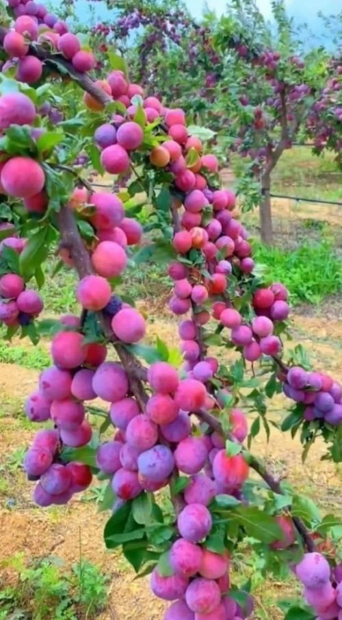 Мы удобряeм сливу правильно! 

