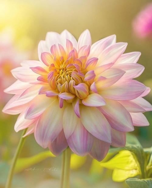 Цветочный сон фотографа Adrian. 06